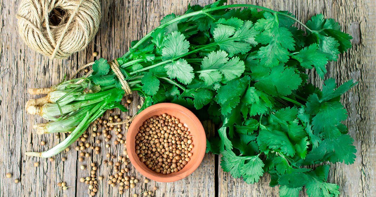 A bundle of cilantro wrapped in twine